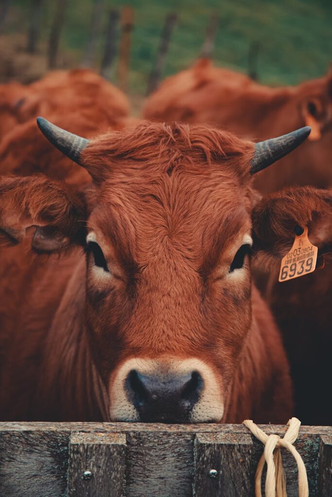 A close-up view of a brown cow with an ear tag standing on a farm, capturing its detailed features.